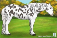 Horse Color:Silver Black Appaloosa 
