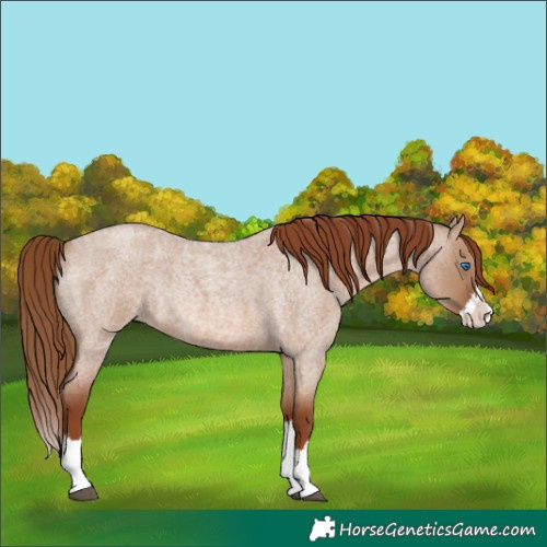Horse Color:Red Dun Roan Splash Rabicano 
