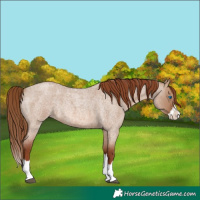 Horse Color:Red Dun Roan Splash Rabicano