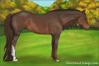 Horse Color:Liver Chestnut 