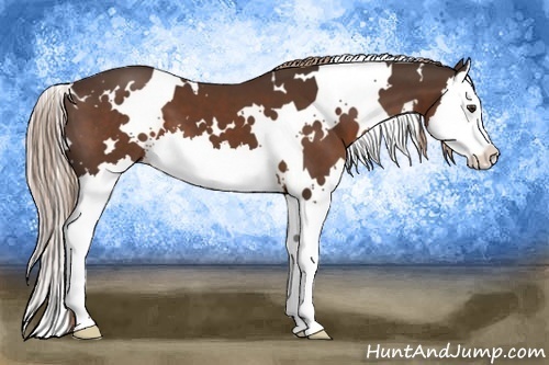 Horse Color:White Spotted Liver Chestnut Splash 