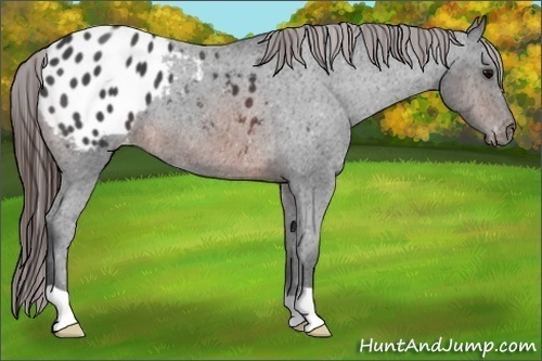 Horse Color:Brown Roan Appaloosa 