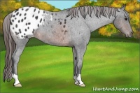 Horse Color:Brown Roan Appaloosa
