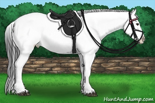 Horse Color:Liver Chestnut Frame Appaloosa 