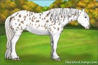 Horse Color:Chocolate Palomino Splash Appaloosa