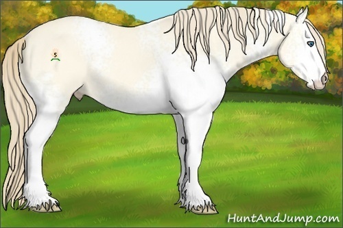 Horse Color:White Spotted Perlino Dun Rabicano