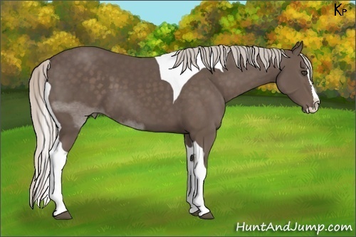 Horse Color:Silver Black Sabino Splash Tobiano 