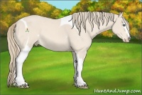 Horse Color:White Spotted Perlino Tobiano
