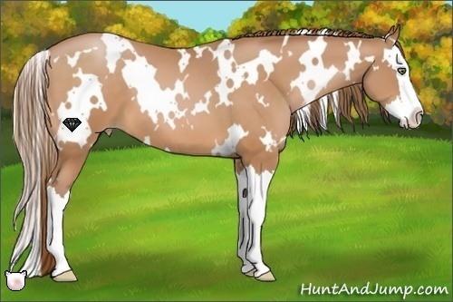 Horse Color:White Spotted Bay Pearl Splash
