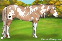 Horse Color:White Spotted Bay Pearl Splash
