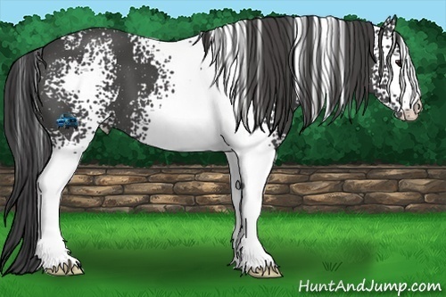 Horse Color:White Spotted Smoky Black 
