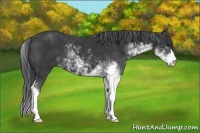 Horse Color:Black Sabino 