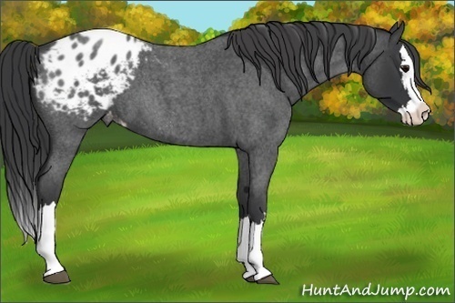 Horse Color:Blue Roan Splash Appaloosa 