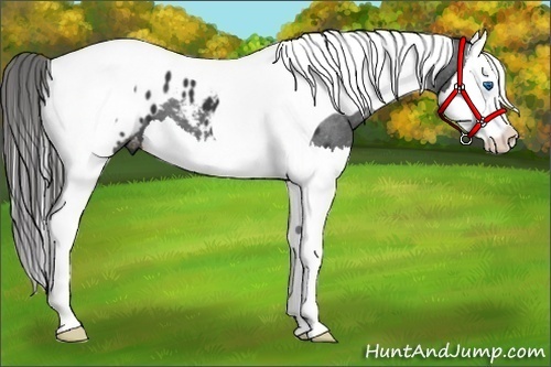 Horse Color:Black Splash Tobiano Appaloosa