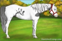 Horse Color:Black Splash Tobiano Appaloosa