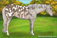 Horse Color:Chocolate Palomino Appaloosa 