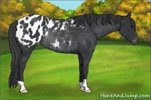 Horse Color:Black Appaloosa Rabicano 