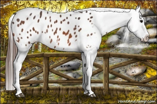Horse Color:Bay Appaloosa Rabicano 
