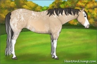 Horse Color:Buckskin Ice Roan Splash