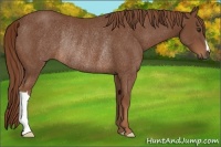 Horse Color:Chestnut Frame Rabicano