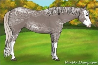 Horse Color:Silver Blue Ice Roan Splash 