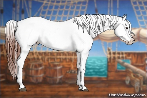 Horse Color:Bay Roan Appaloosa 