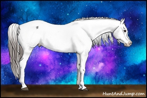 Horse Color:Black Tobiano Appaloosa Rabicano 