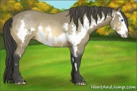 Horse Color:Buckskin Splash Frame 