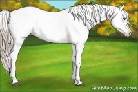 Horse Color:Chocolate Palomino Near Leopard 