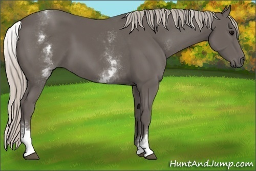 Horse Color:White Spotted Silver Black 