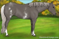 Horse Color:White Spotted Silver Black 