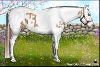 Horse Color:Bay Dun Splash Tobiano Appaloosa