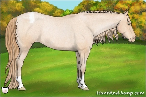 Horse Color:Bay Pearl Appaloosa Rabicano