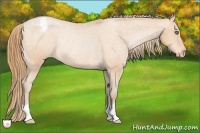 Horse Color:Bay Pearl Appaloosa Rabicano 