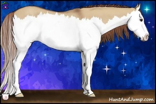Horse Color:Red Dun Roan Splash 