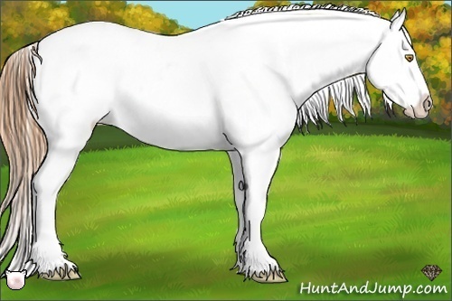 Horse Color:Bay Roan Pearl Leopard Rabicano 