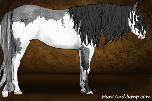 Horse Color:Blue Roan Splash Frame 