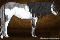 Horse Color:Blue Roan Splash Frame