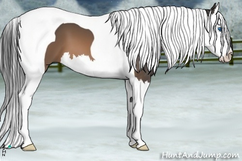Horse Color:Buckskin Splash Tobiano
