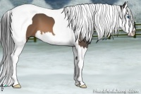 Horse Color:Buckskin Splash Tobiano 
