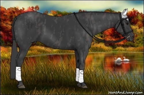 Horse Color:Black Frame  Brindle