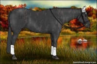 Horse Color:Black Frame  Brindle