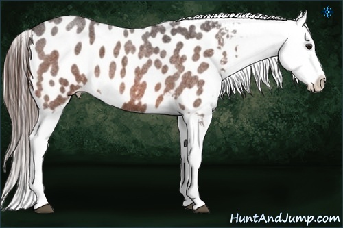 Horse Color:Bay Roan Splash Appaloosa 