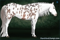 Horse Color:Bay Roan Splash Appaloosa