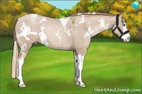 Horse Color:White Spotted Smoky Black Pearl Splash 