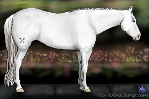 Horse Color:Smoky Black Splash Appaloosa 