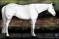 Horse Color:Smoky Black Splash Appaloosa 