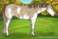 Horse Color:White Spotted Liver Red Dun Splash 