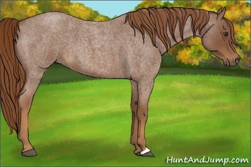 Horse Color:Red Roan 