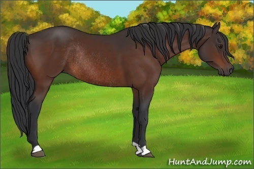 Horse Color:Bay Frame Rabicano 
